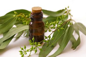 Eucalyptus essential oil surrounded by eucalyptus plant leaves